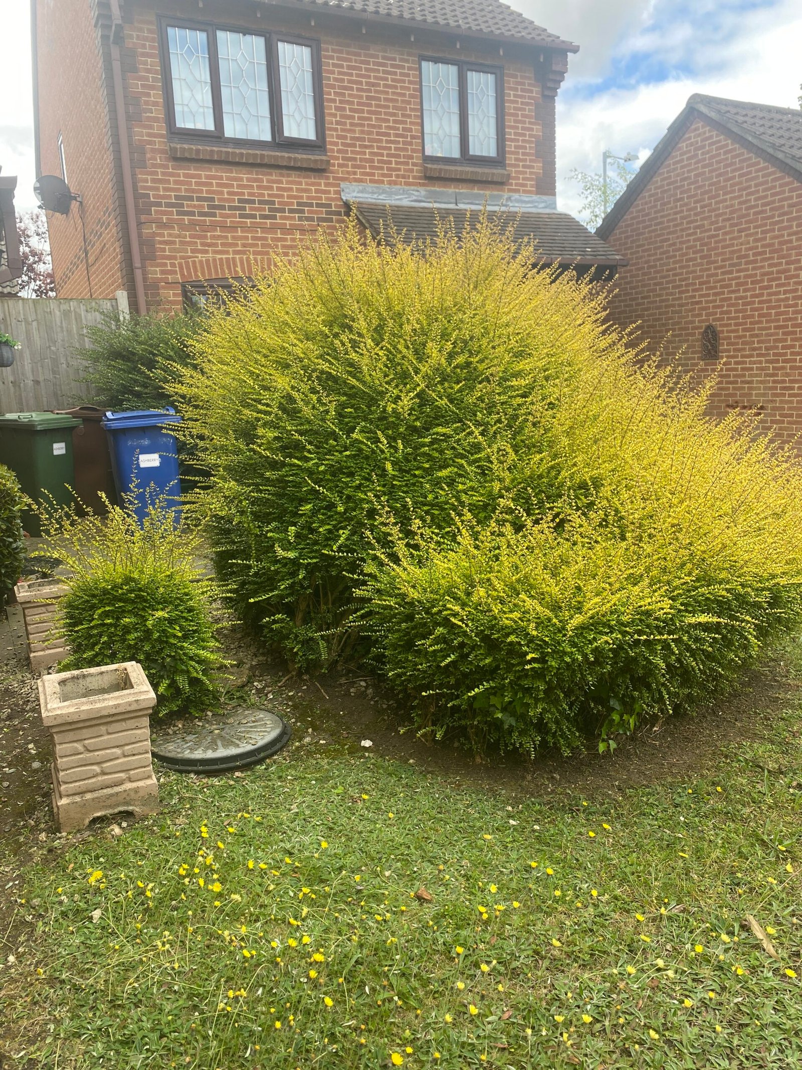 hedge trimming bushy yellow green hedge beside brick house and recycling bin