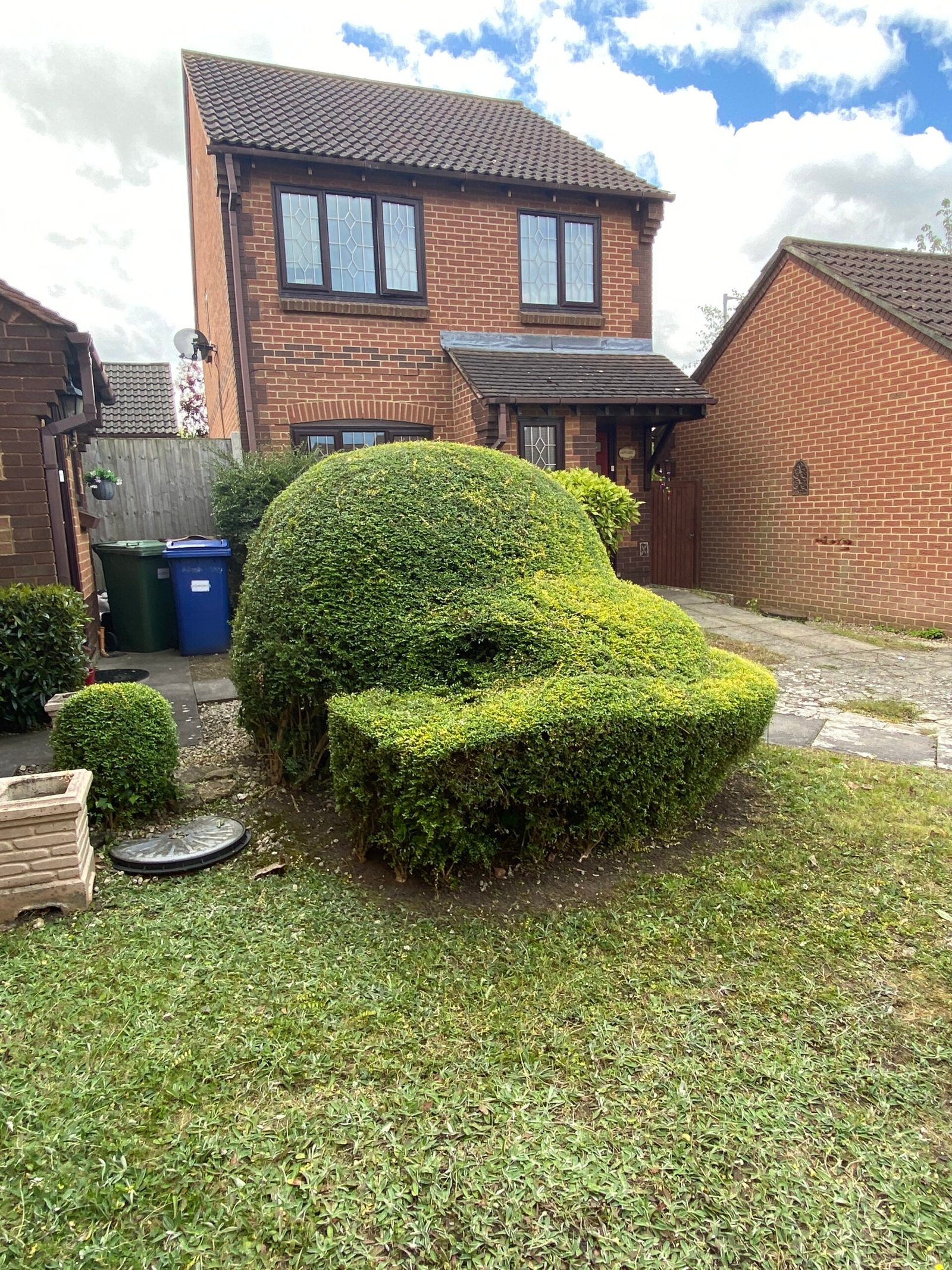 hedge trimming shaped topiary hedge beside brick house