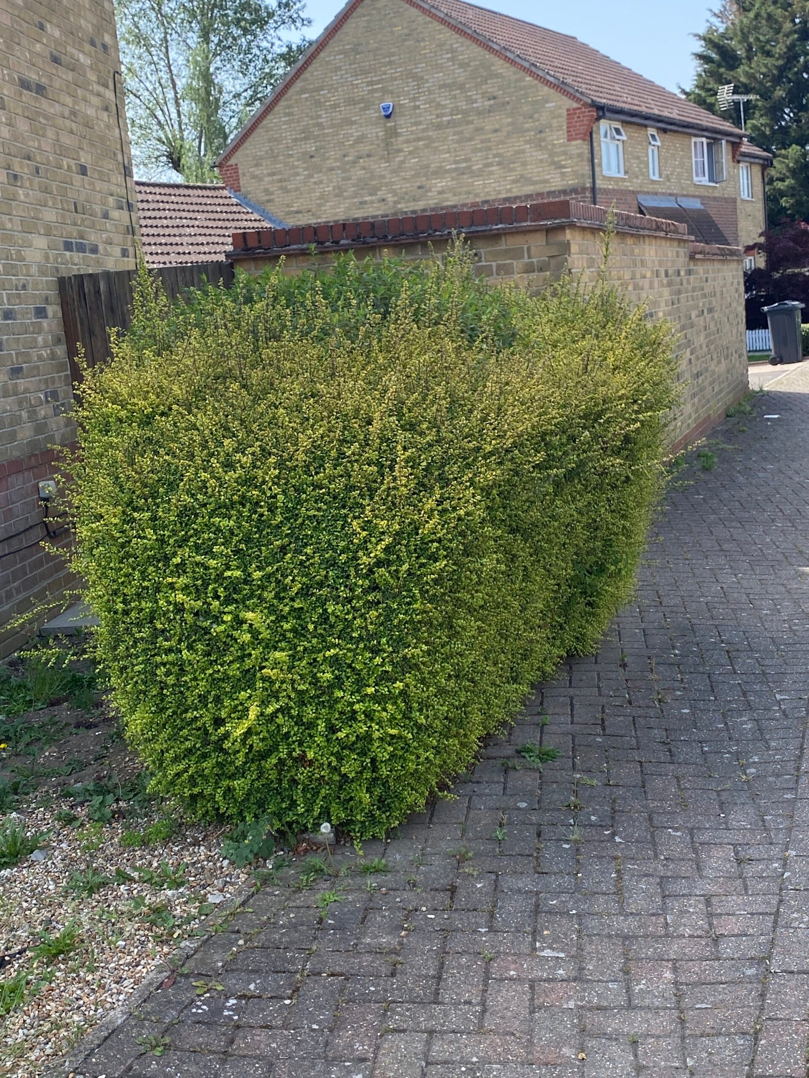 hedge trimming overgrown hedge before cutting beside brick wall and driveway