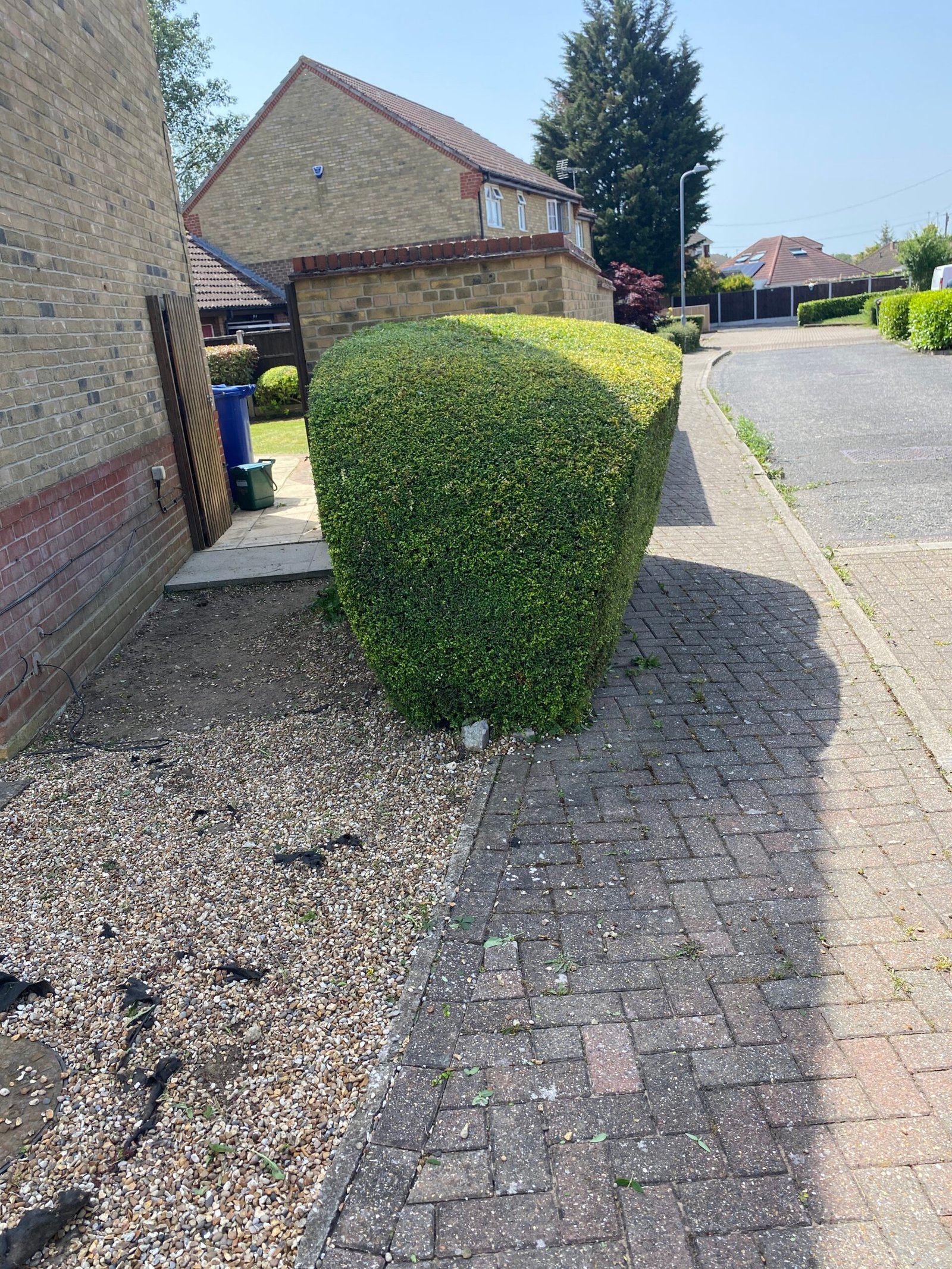 hedge trimming neatly shaped round hedge beside brick wall and driveway