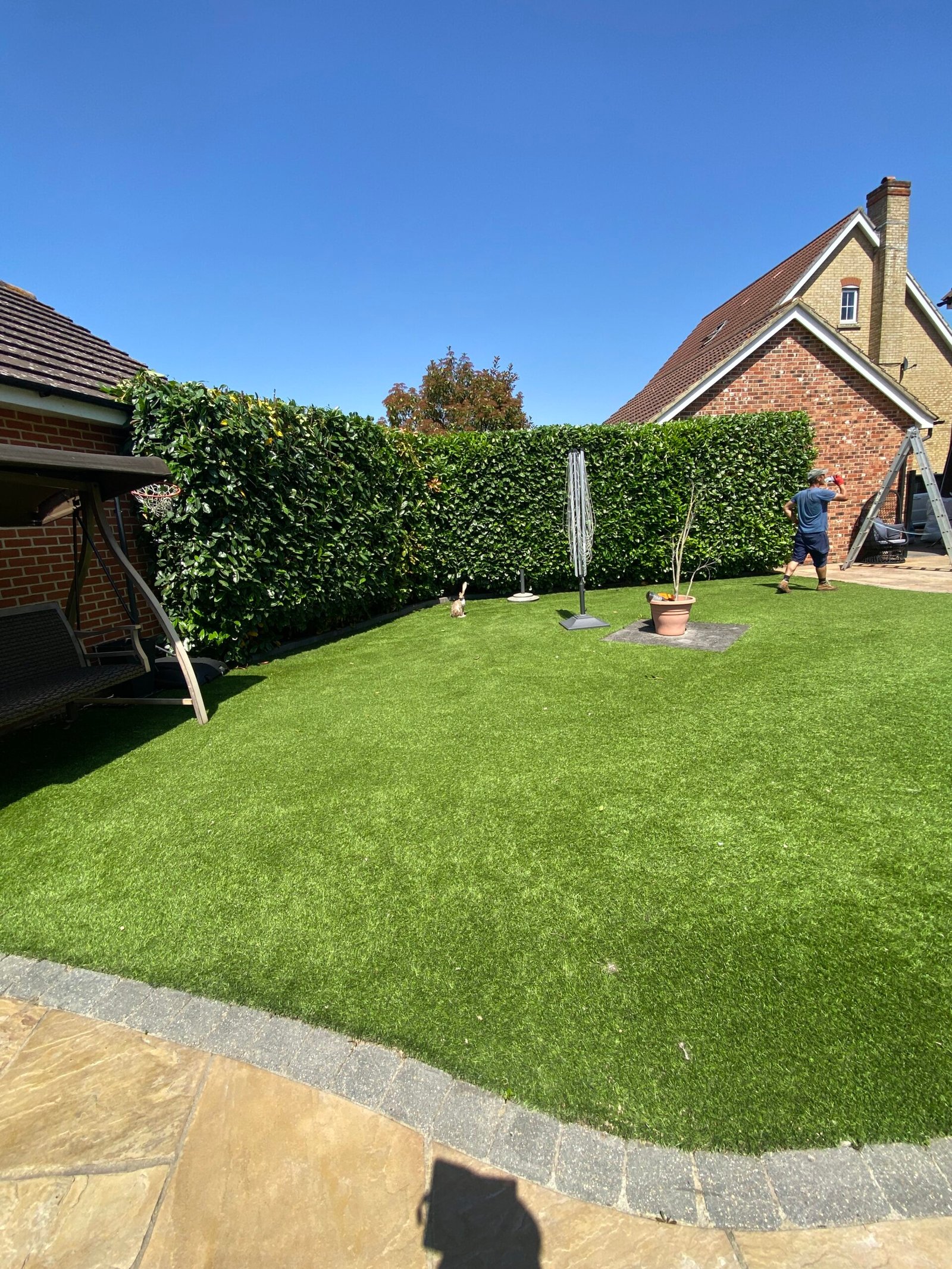 Garden hedge after trimming