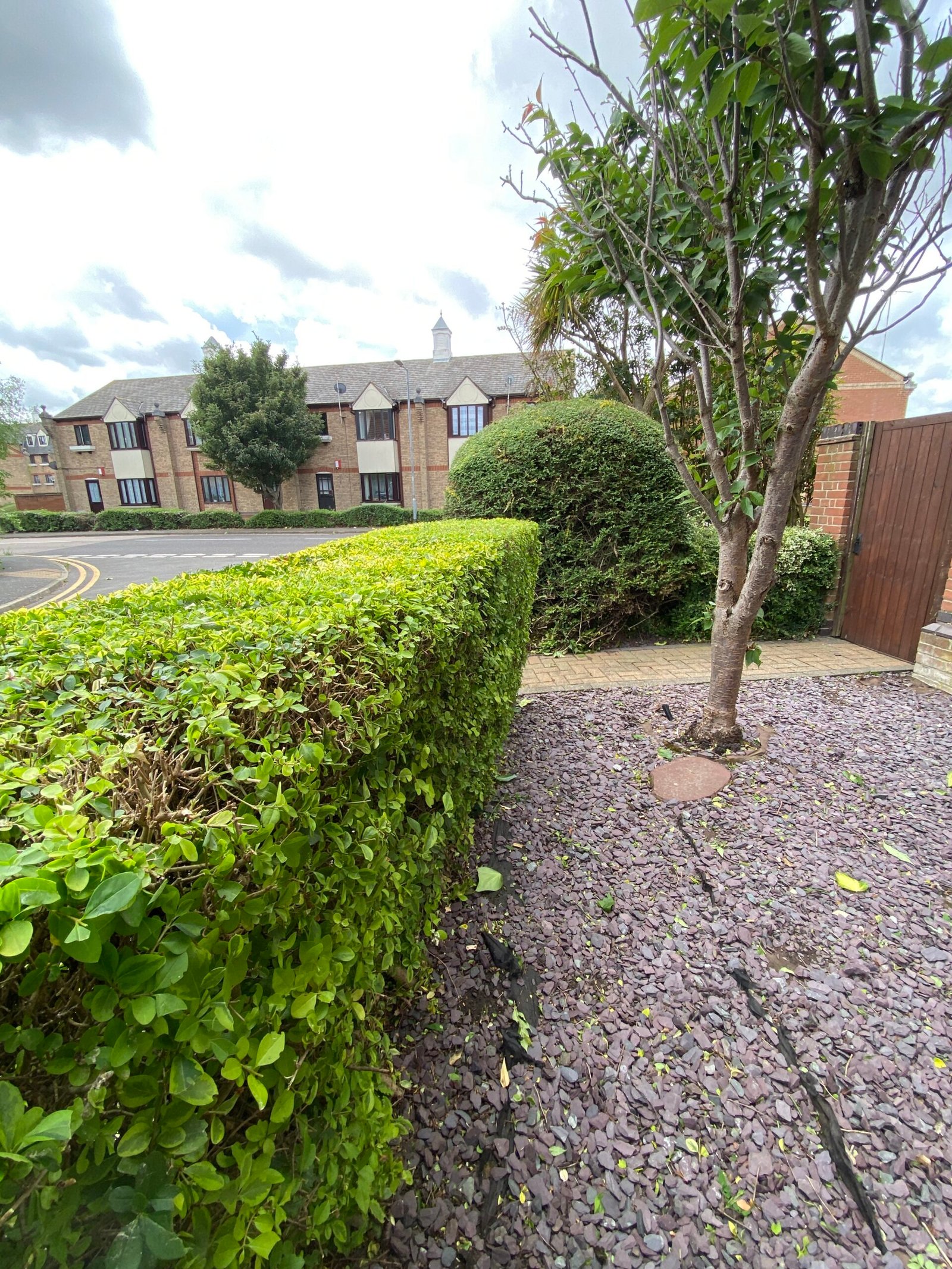 hedge trimming neatly cut green hedge beside gravel drive and tree