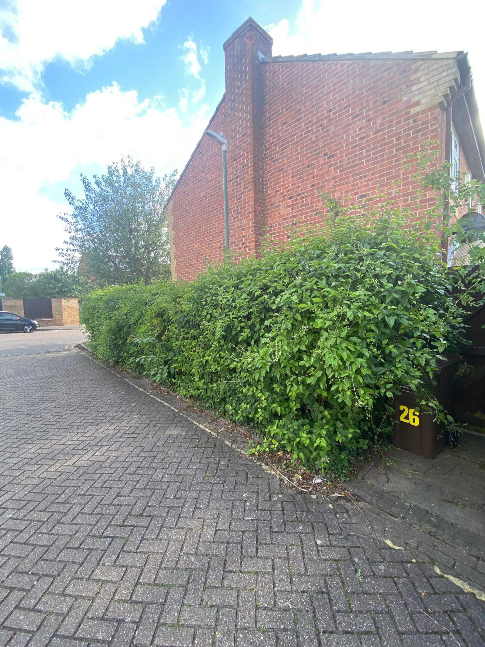 Overgrown hedge before trimming