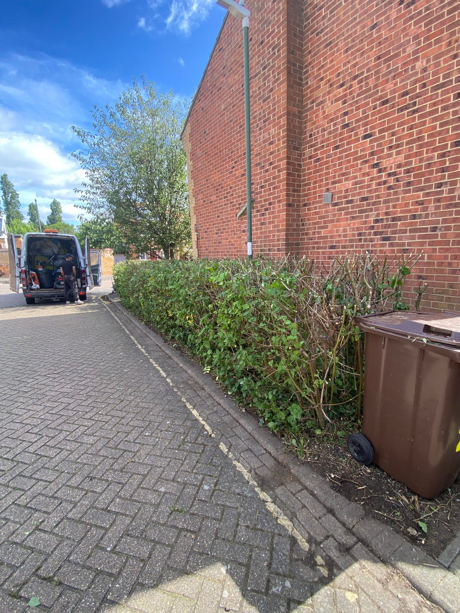 Hedge after cutting and trimming
