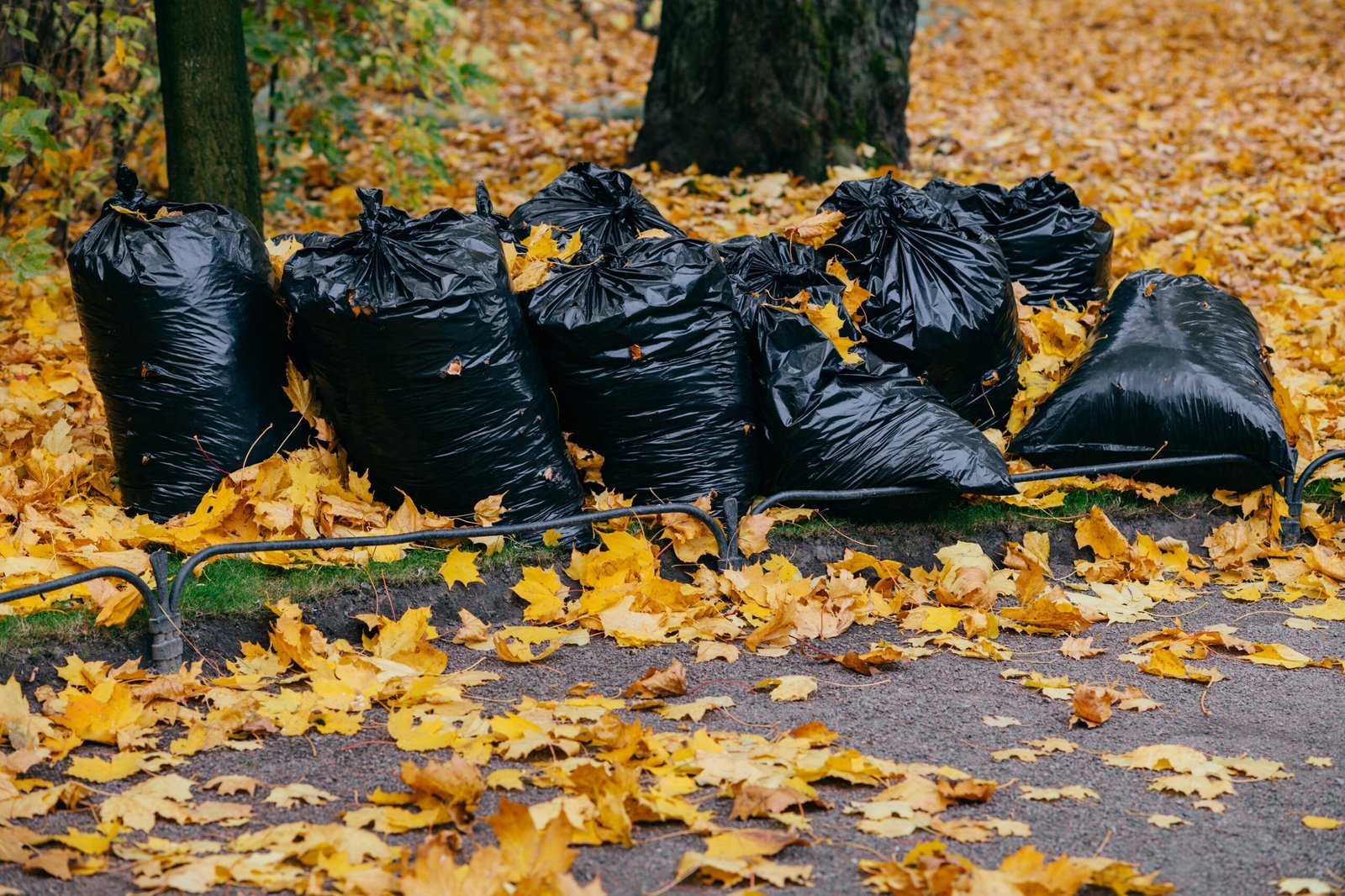 garden clearance Basildon black sacks filled with autumn leaves