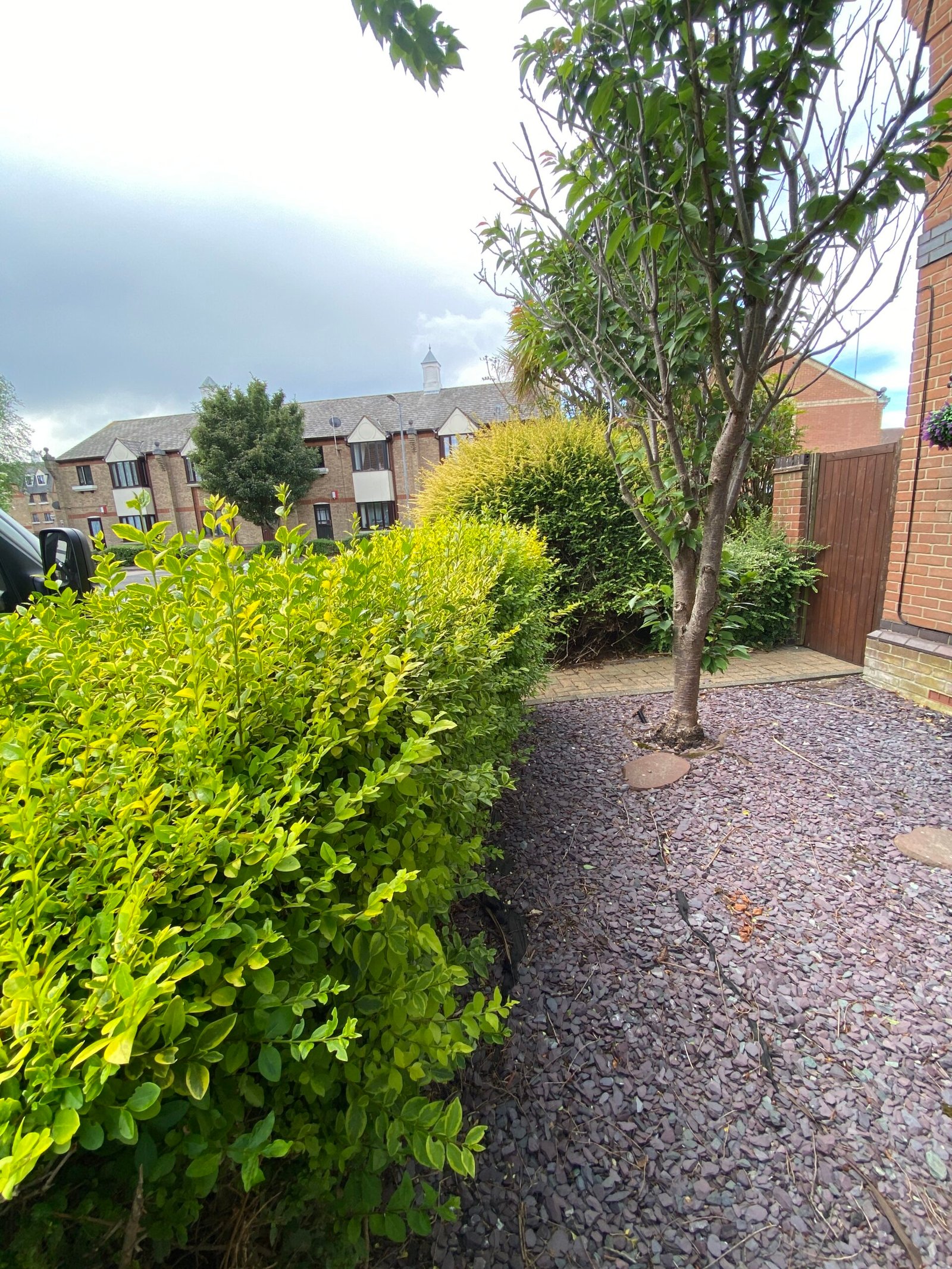hedge trimming shaped hedge beside gravel path and brick wall