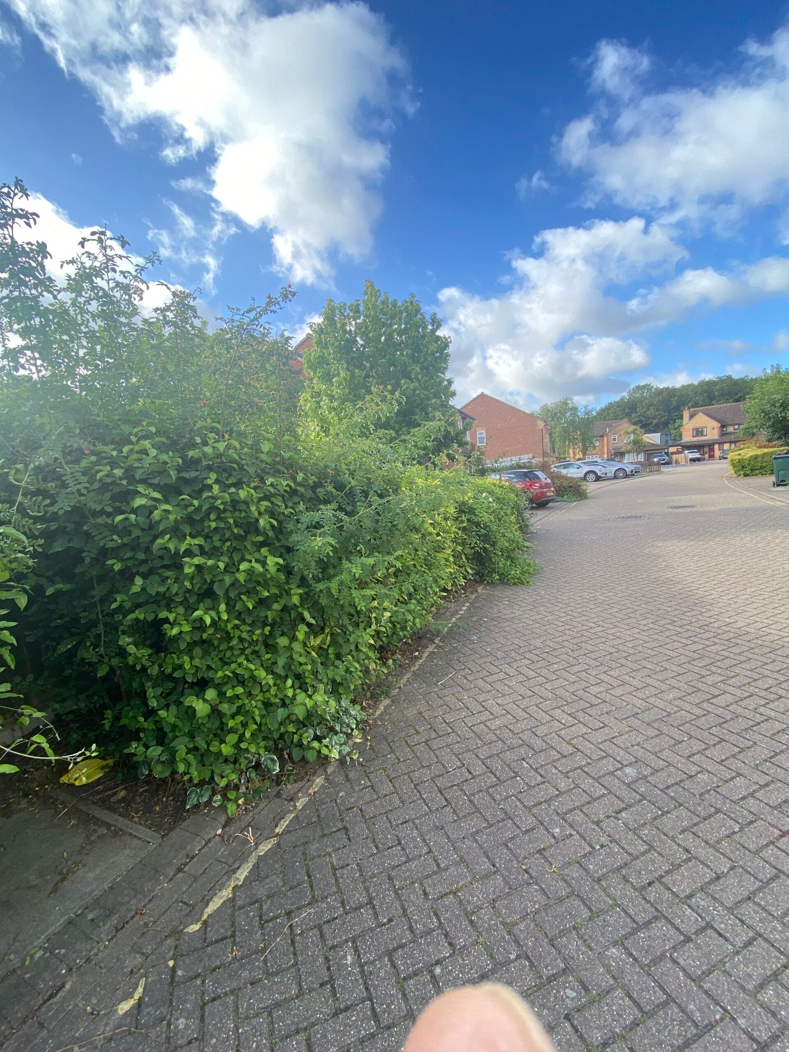 hedge trimming overgrown hedge beside block paved residential street