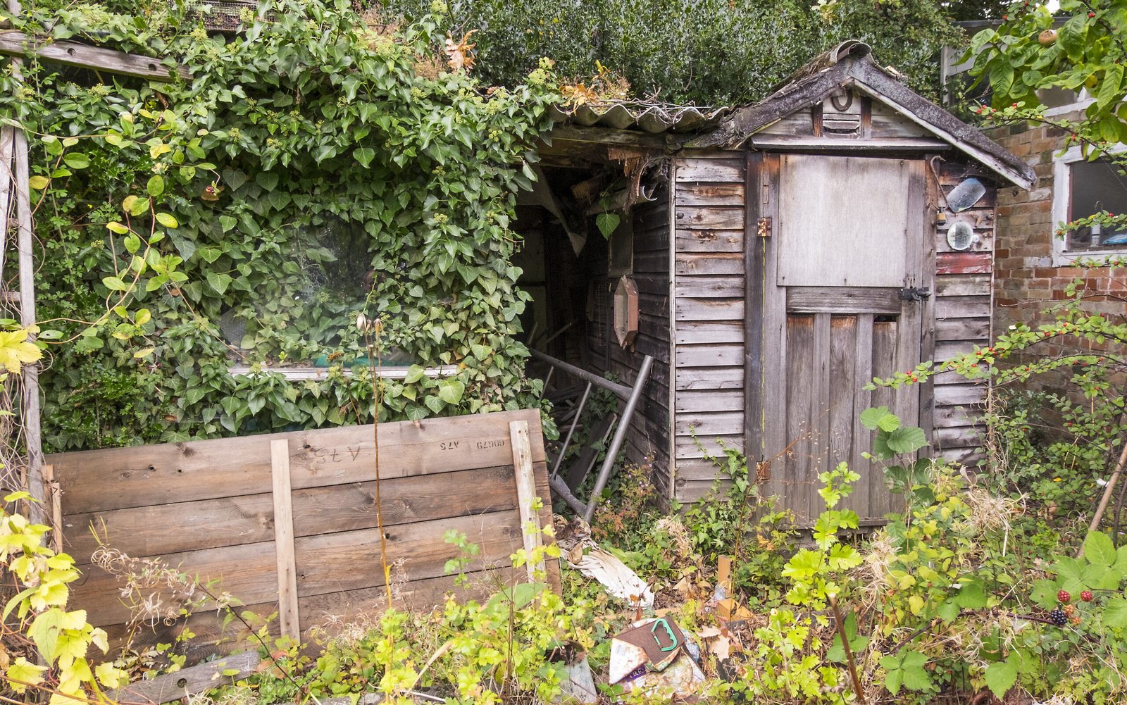 shed removal Basildon old overgrown wooden shed covered in ivy