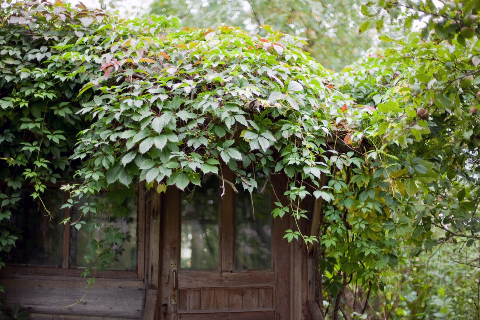 overgrown garden clearance ivy covered garden entrance and old structure